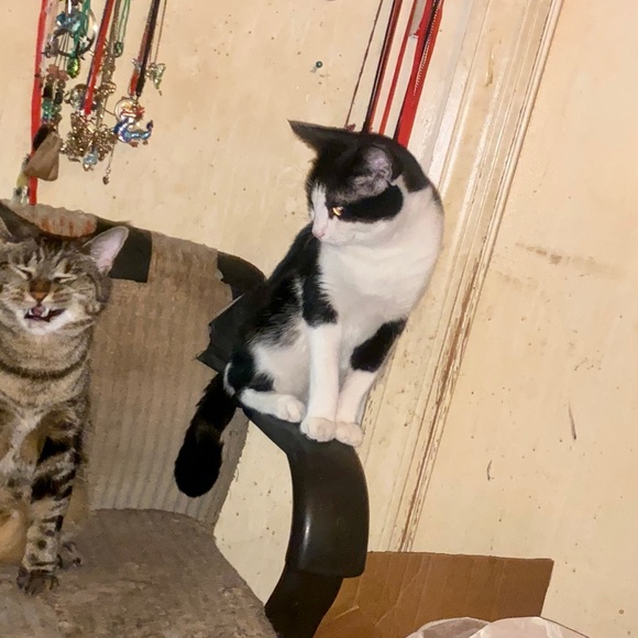 Welcome to my share shows, unlisted, clear outs, pop ups! S-3X! Accessories! Fun - Picture 12 of 17